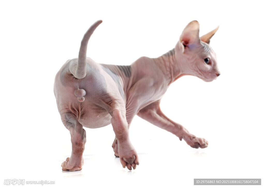 无毛猫长独角奇幻造型