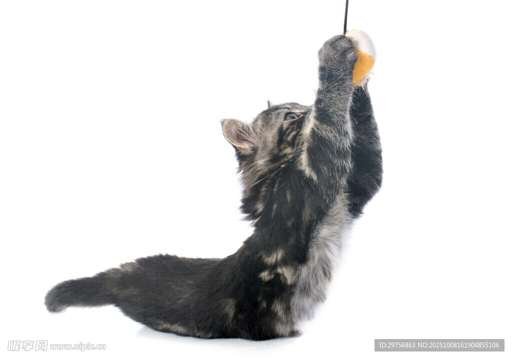 小猫跃起抓逗猫棒