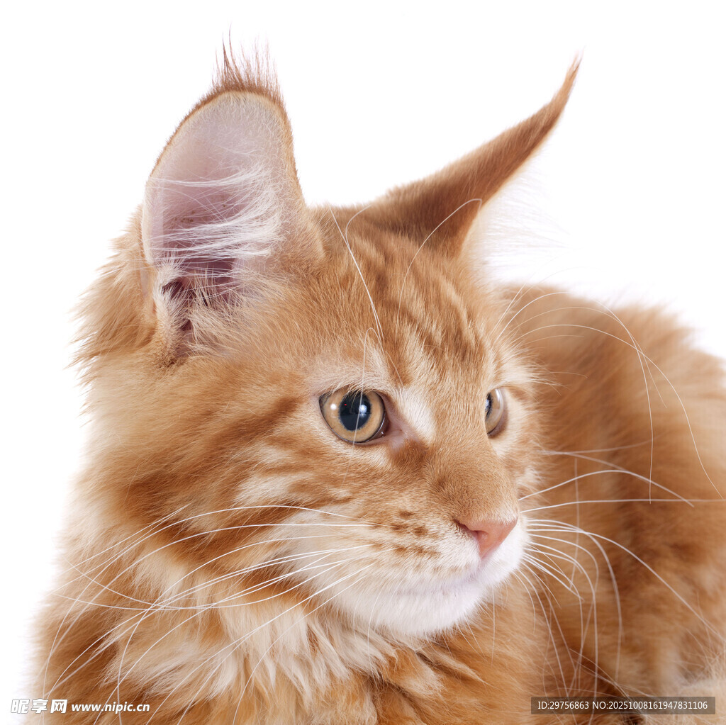 可爱缅因猫的迷人瞬间