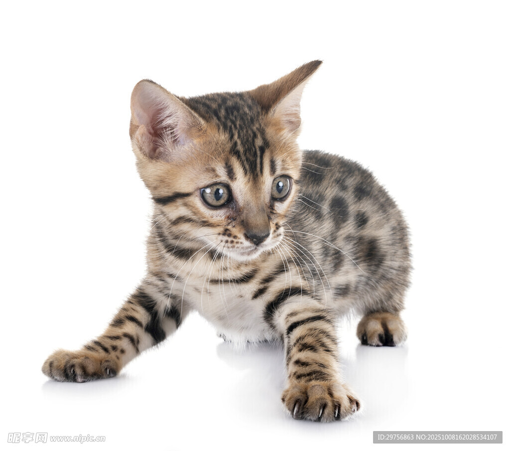 可爱小豹猫专注姿态