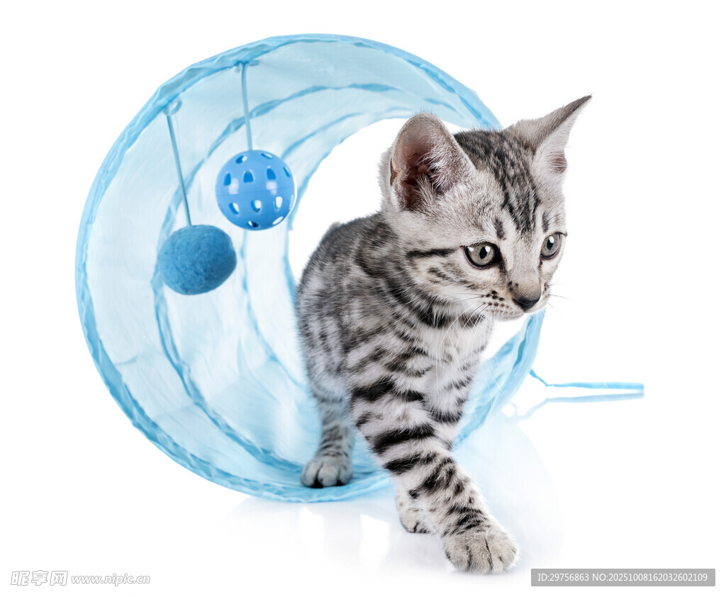 小猫在蓝色滚轮中玩耍