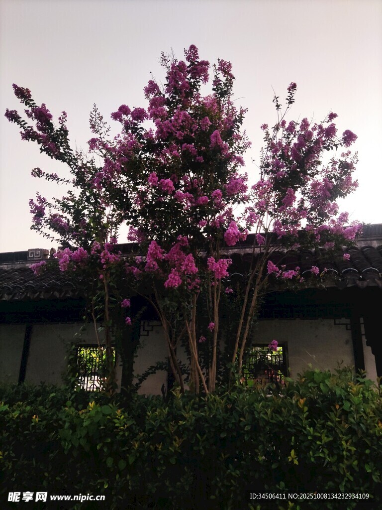 屋前绽放的艳丽紫花