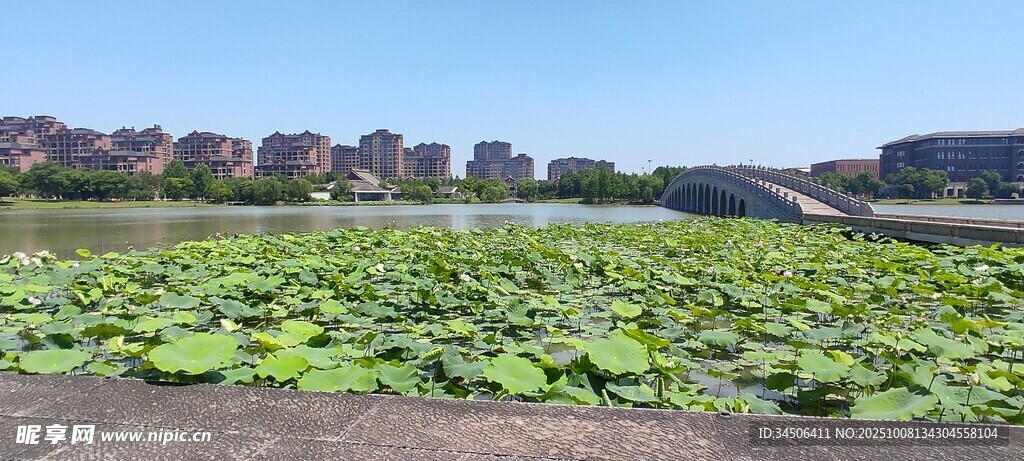 夏日荷塘绿意盎然