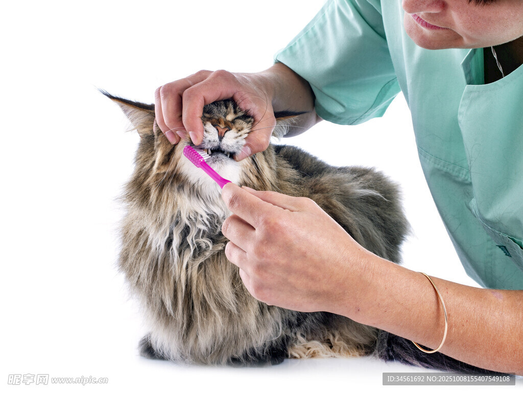 猫咪接受兽医口腔检查