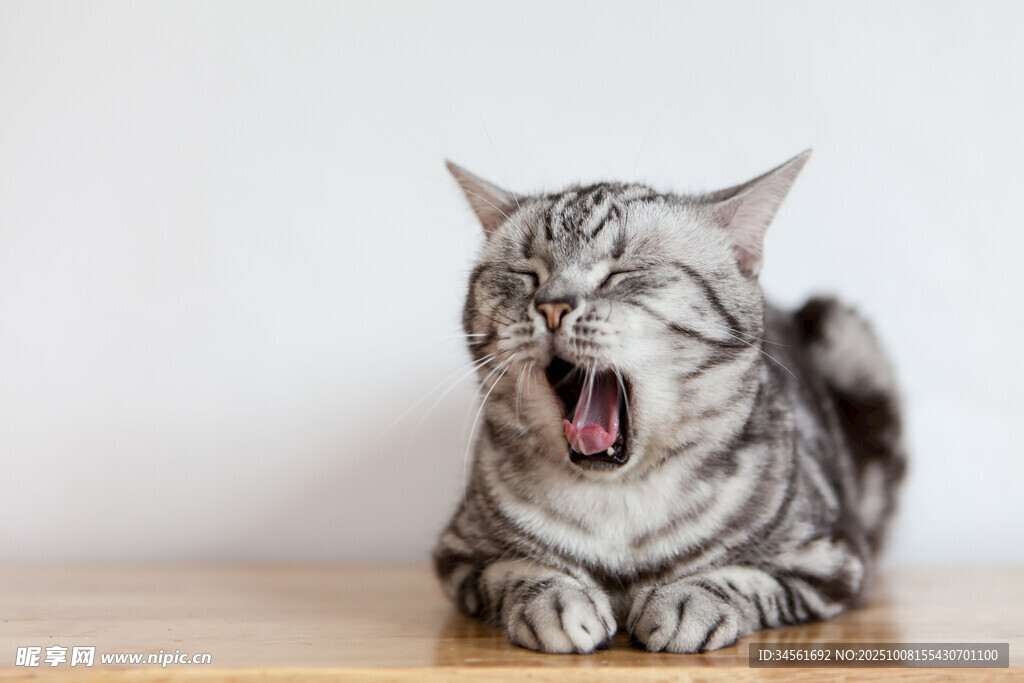 打哈欠的可爱条纹猫咪
