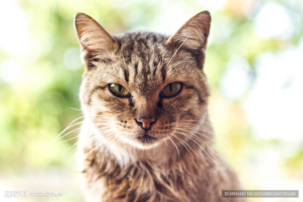 阳光下的斑纹猫咪