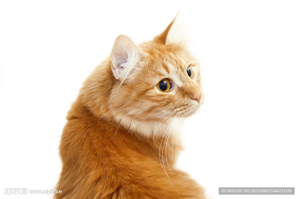 可爱橘猫扭头瞬间