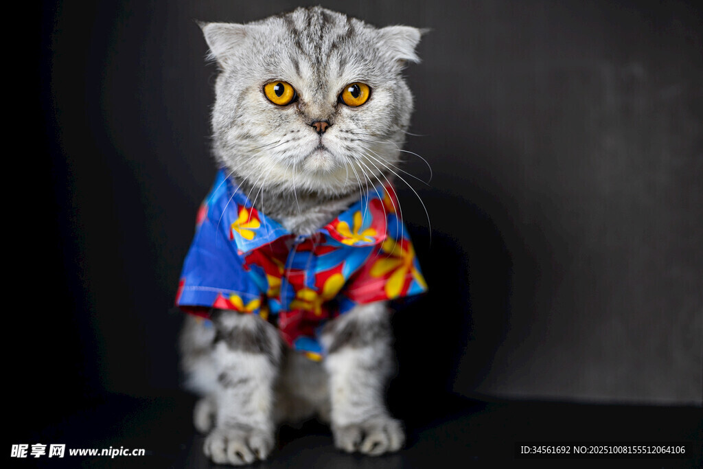 穿花衬衫的可爱猫咪