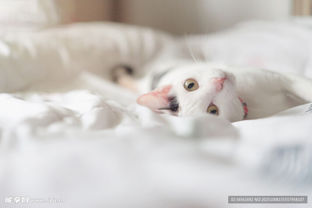 床上可爱猫咪俏皮歪头