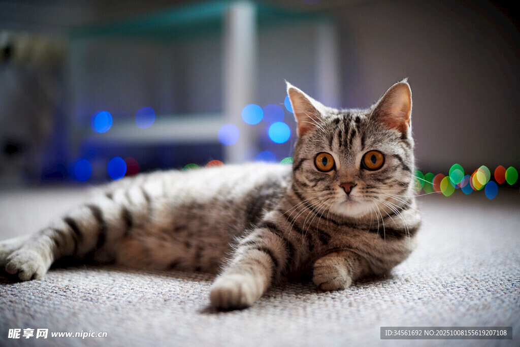 躺卧的斑纹猫