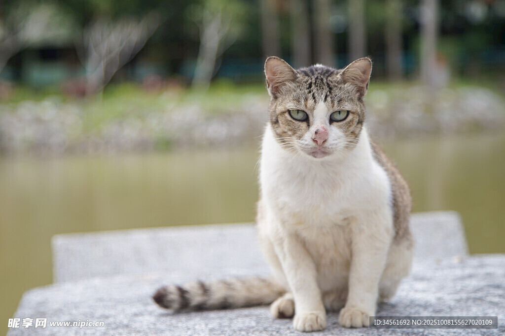 石上坐立的可爱猫咪
