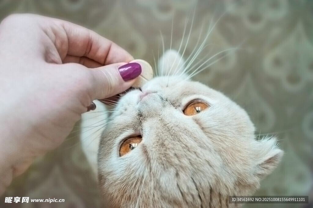 手抚猫咪脸