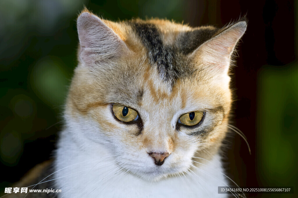 三色猫咪特写