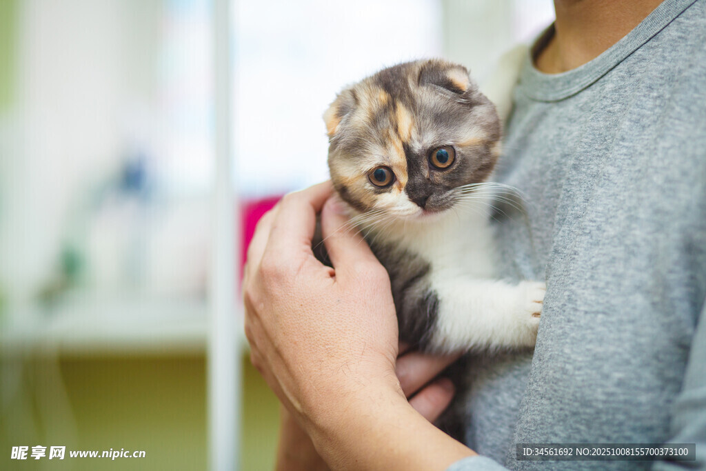 怀中可爱三色小猫