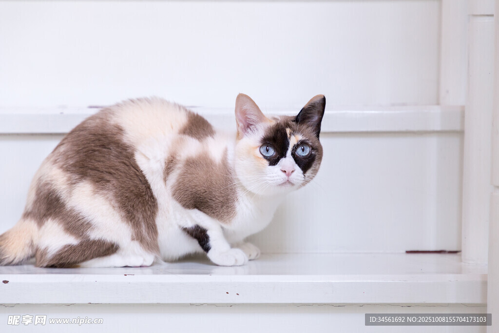 可爱布偶猫蹲坐于白色处