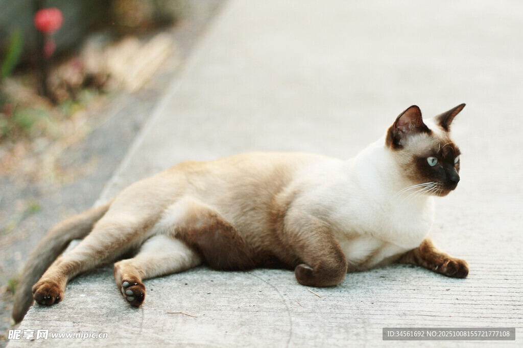 暹罗猫悠闲趴地