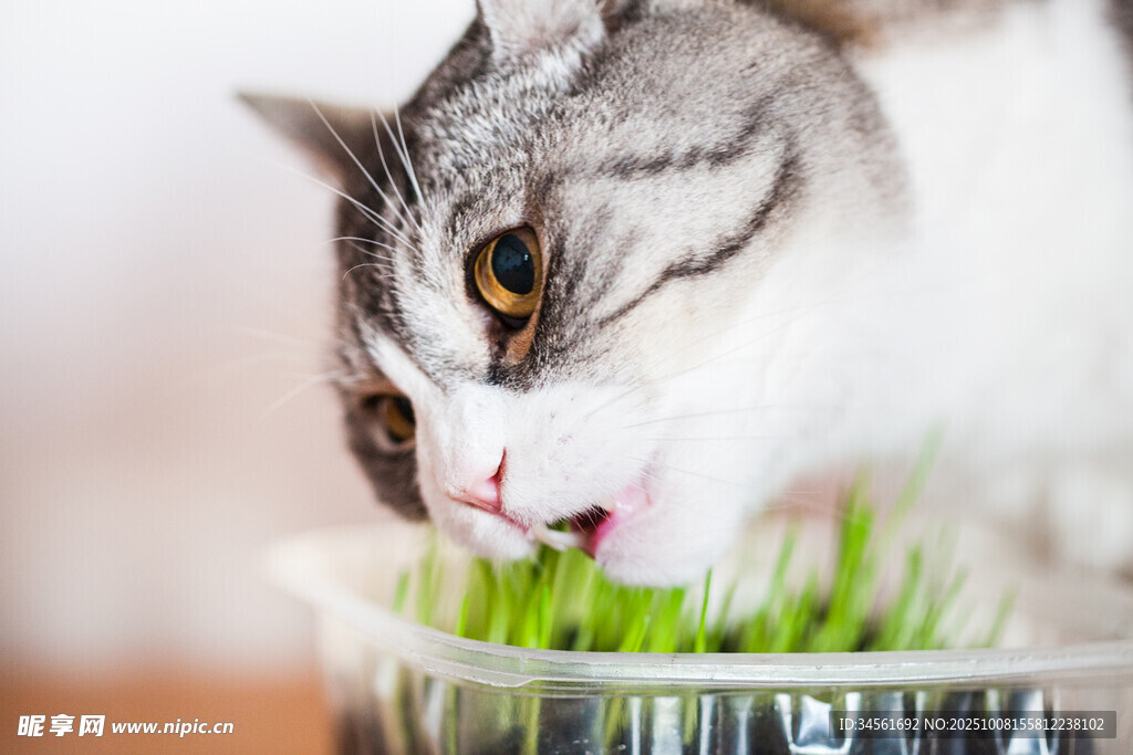 猫咪享用新鲜猫草