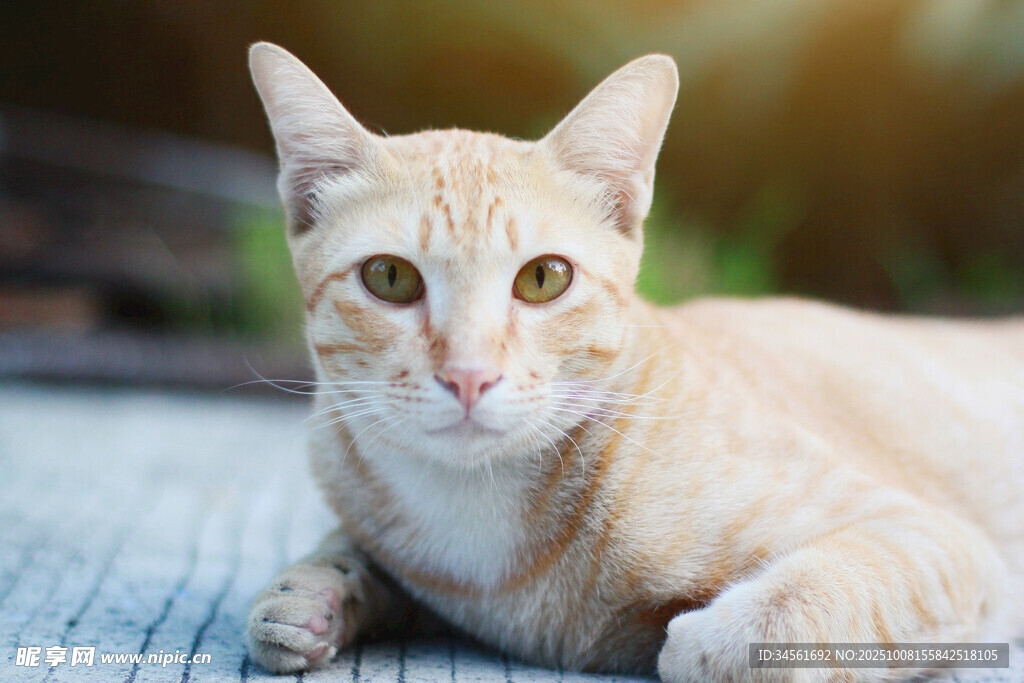 橘猫趴卧眼神明亮