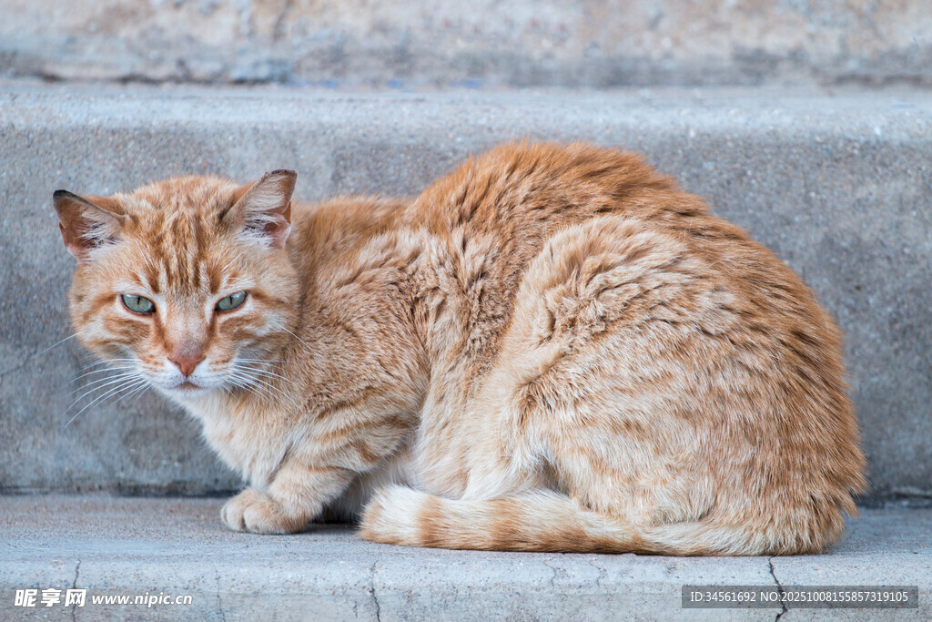 石阶上的橘猫