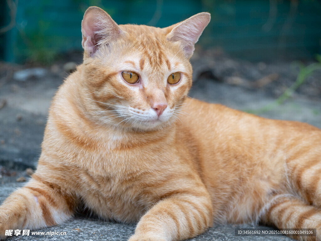 橘猫悠闲趴地