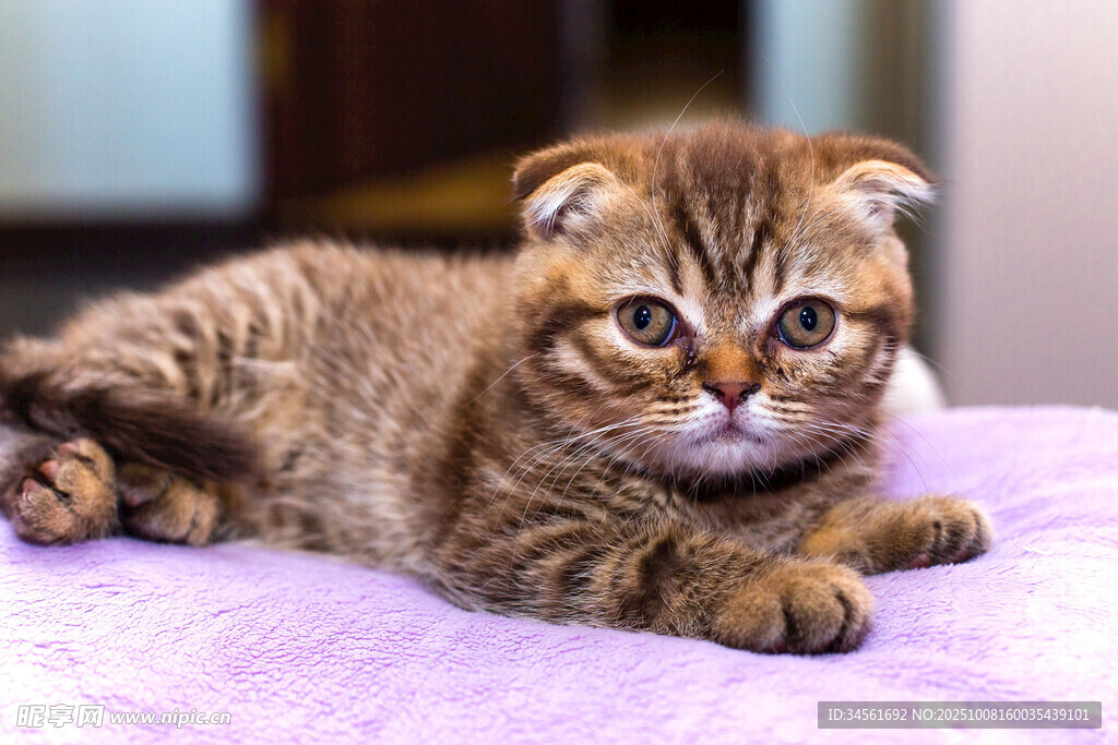 可爱折耳小猫趴卧