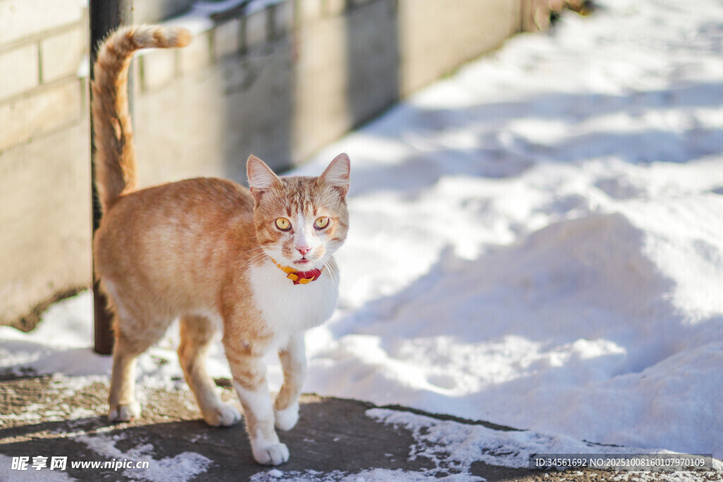 雪地中的可爱橘猫