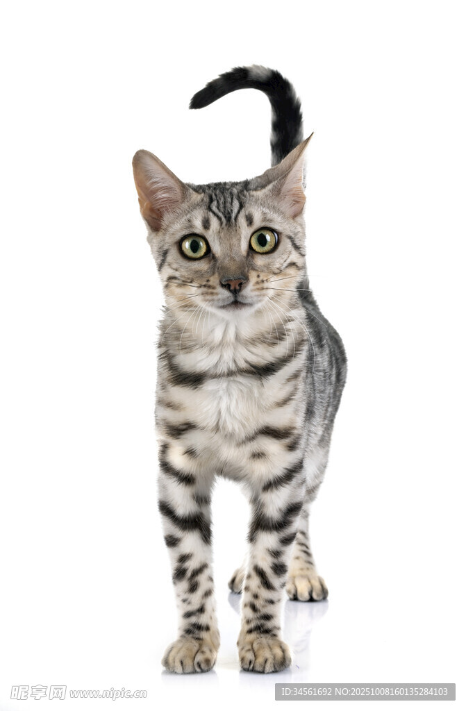站立的斑纹小猫