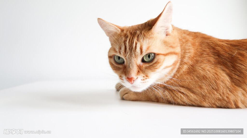 橘猫侧卧眼神灵动