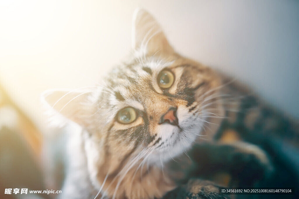 可爱猫咪仰头好奇望向上方