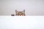 猫咪探头好奇张望