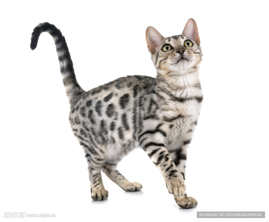可爱豹纹小猫抬头张望