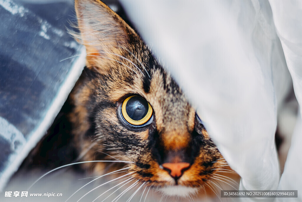 躲猫猫的猫咪