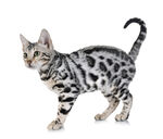 可爱斑纹小猫