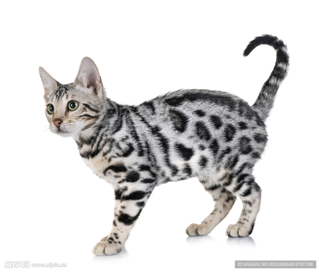 可爱斑纹小猫