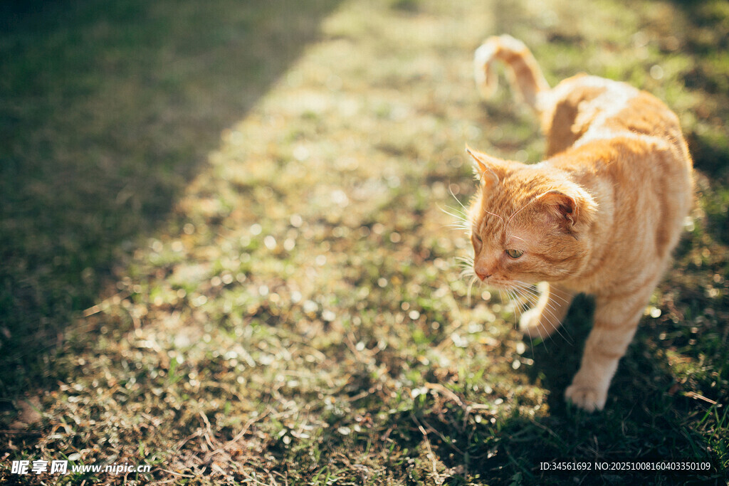 阳光下漫步的橘色猫咪