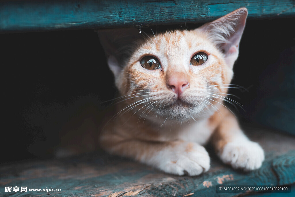 躲在角落的可爱小猫