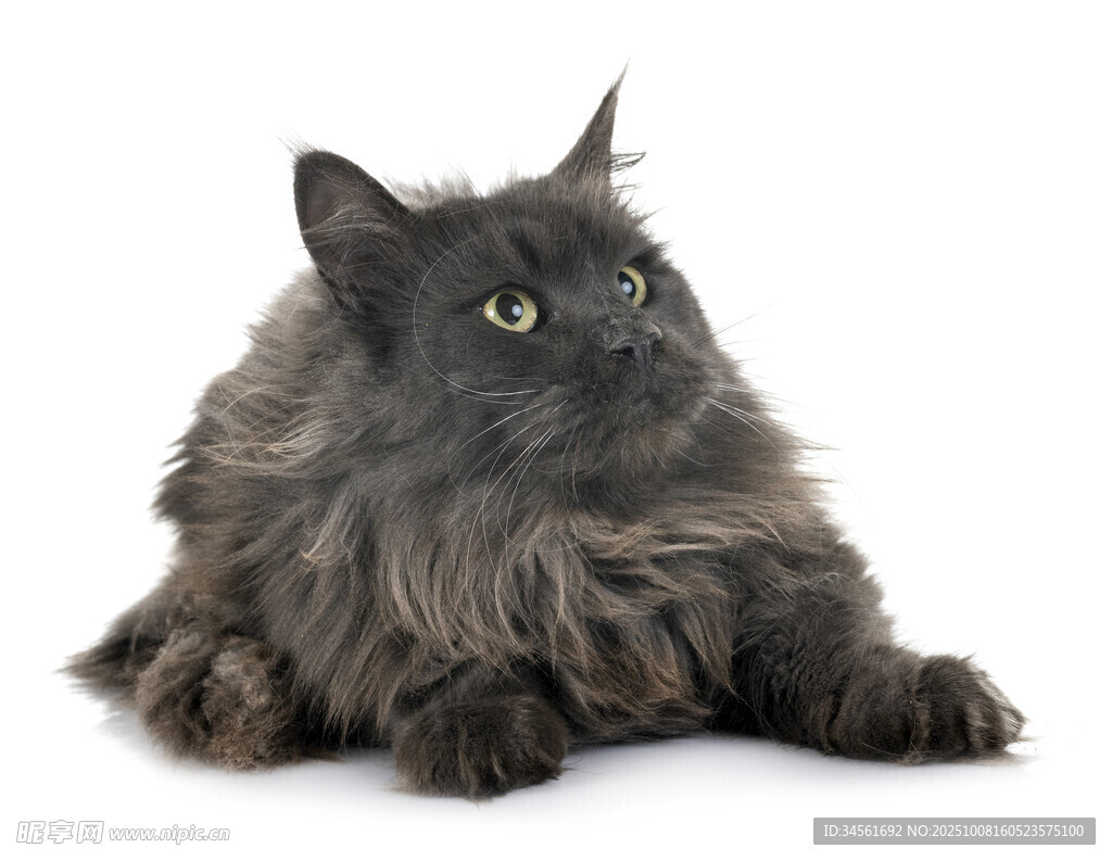 长毛黑猫侧卧凝视