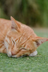 橘猫在绿草地上惬意安睡