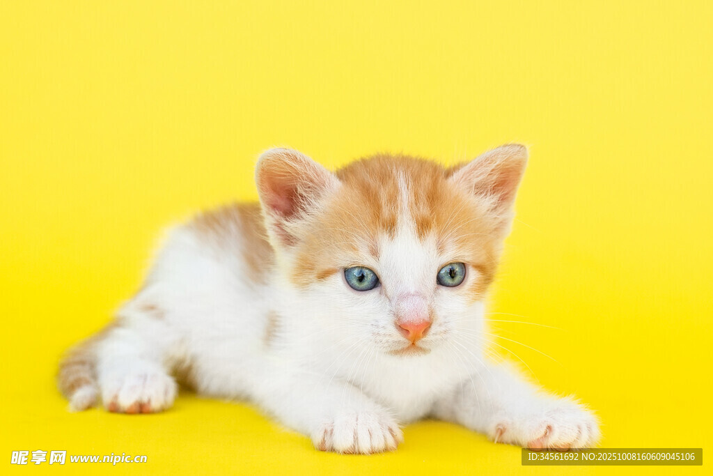 黄底上的可爱小奶猫