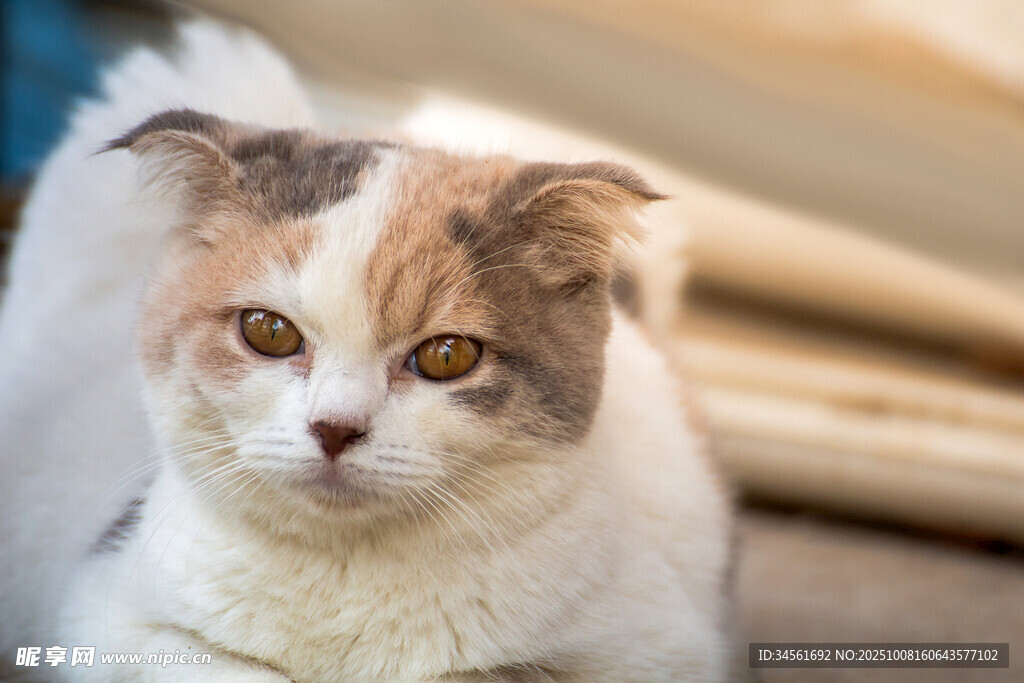 三色萌猫安静凝视