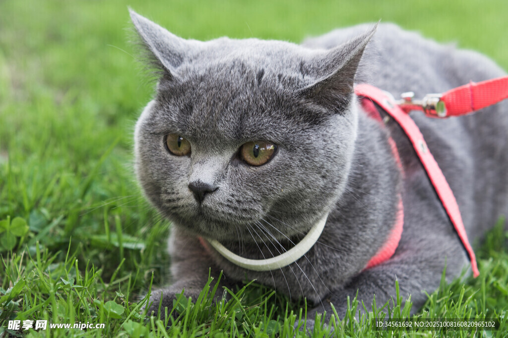 草地上的灰猫系着牵引绳