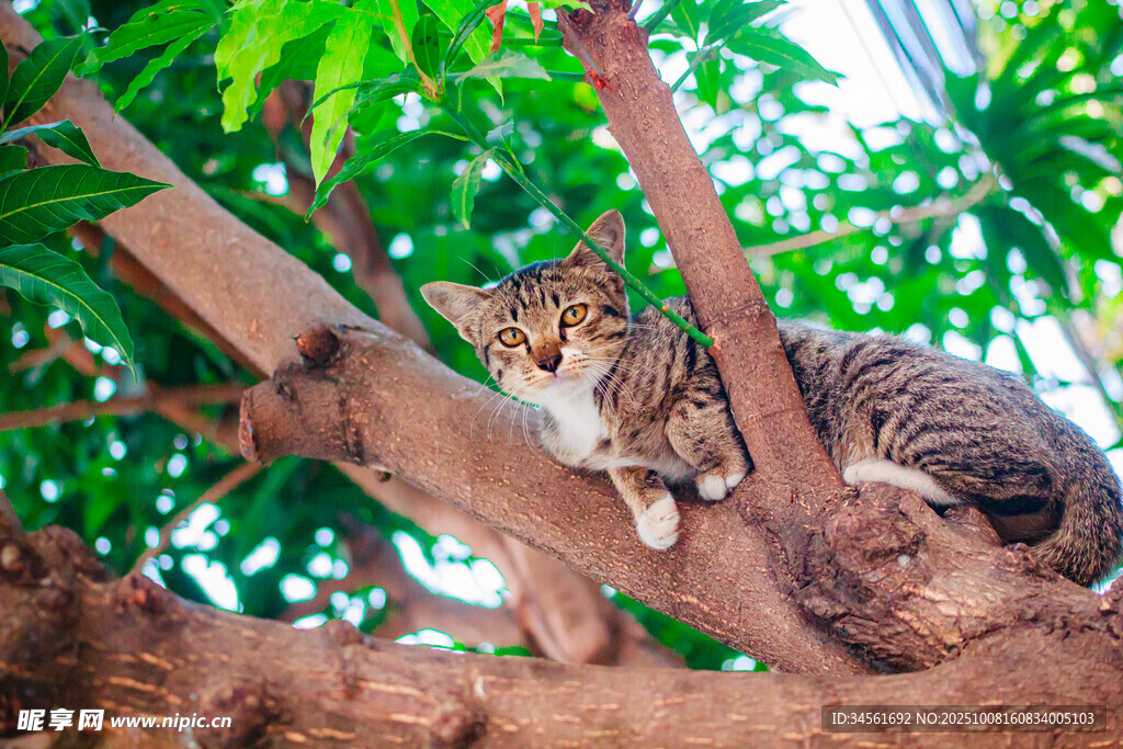 树上的猫咪