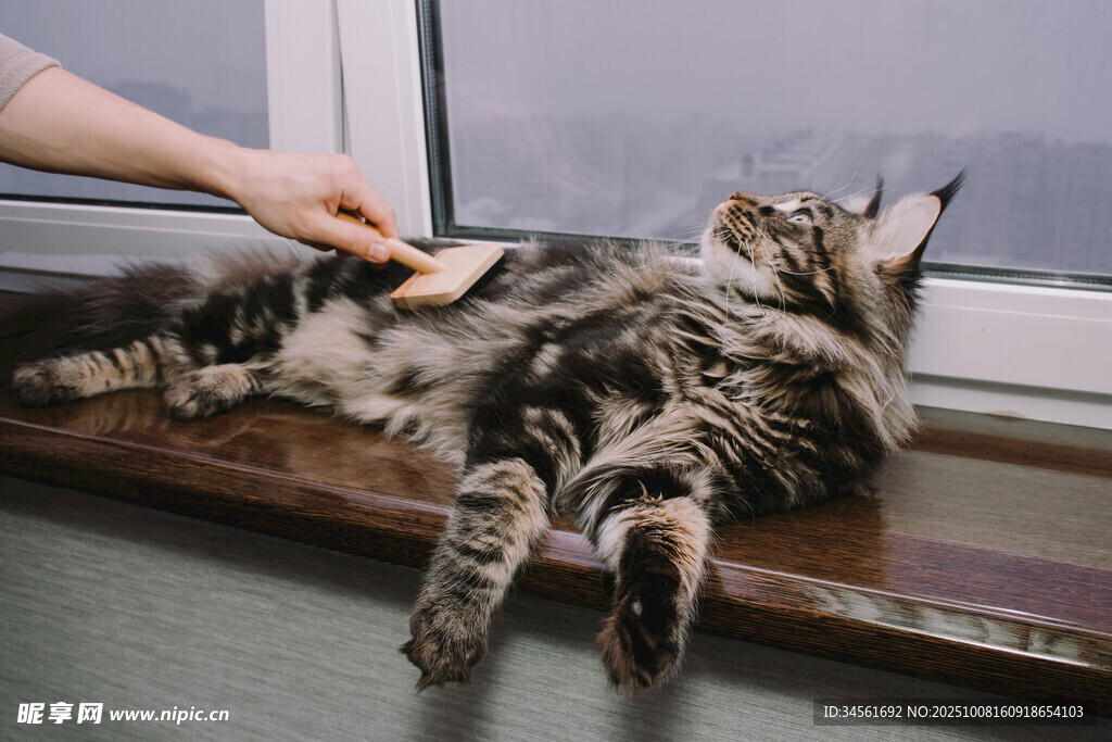 人逗躺窗台上的长毛猫