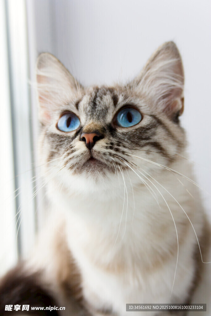 蓝眼长毛猫抬头望