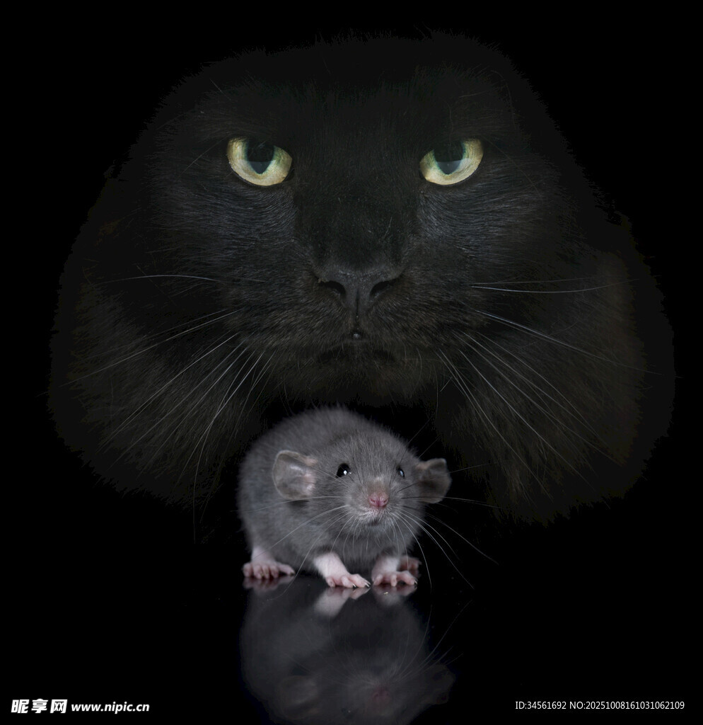 黑猫与鼠的奇妙瞬间