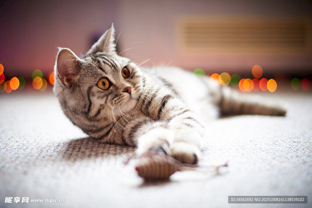 萌猫玩逗猫棒姿态可爱