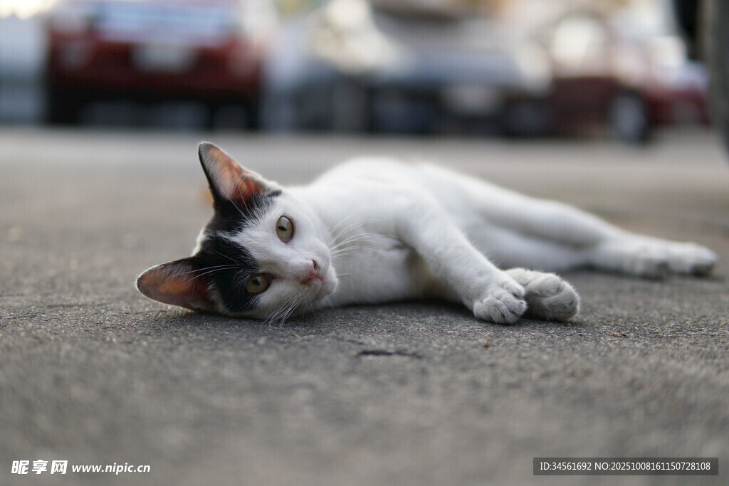 路边躺卧的三色猫咪