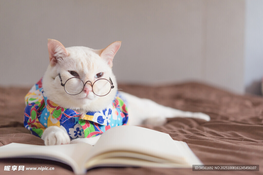 戴花围脖猫咪惬意看书