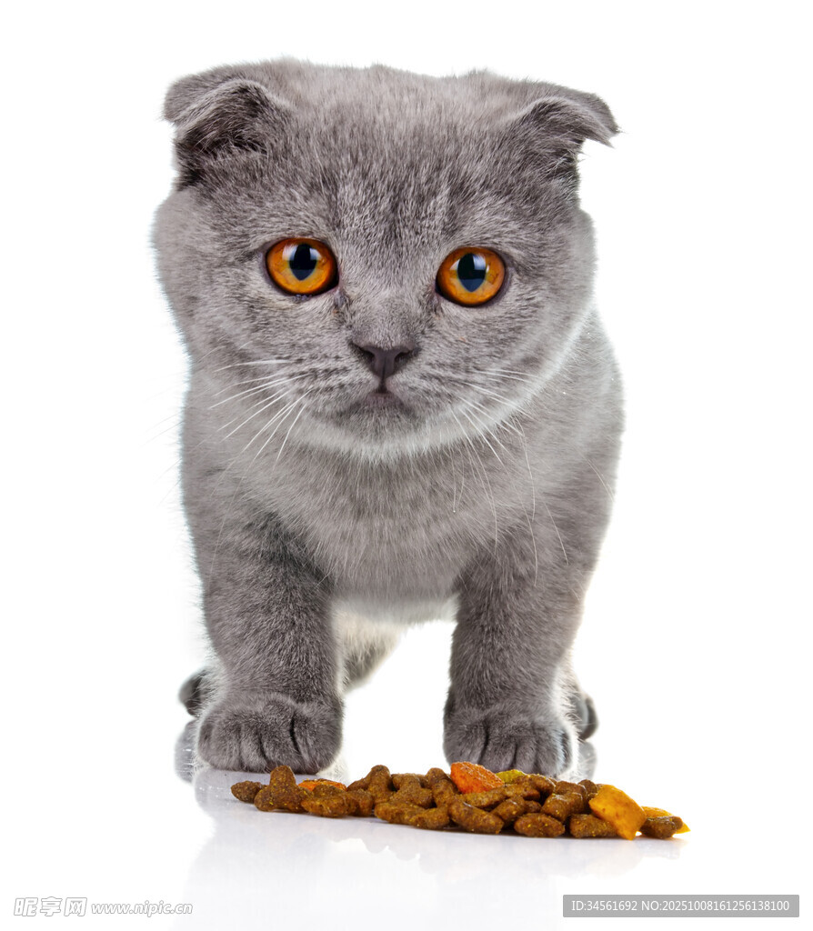 灰蓝英短猫与盘中猫粮