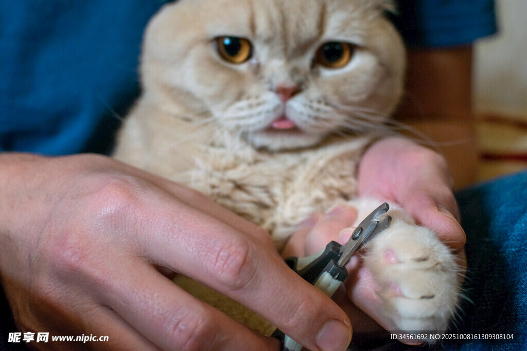 给猫咪剪指甲的温馨瞬间